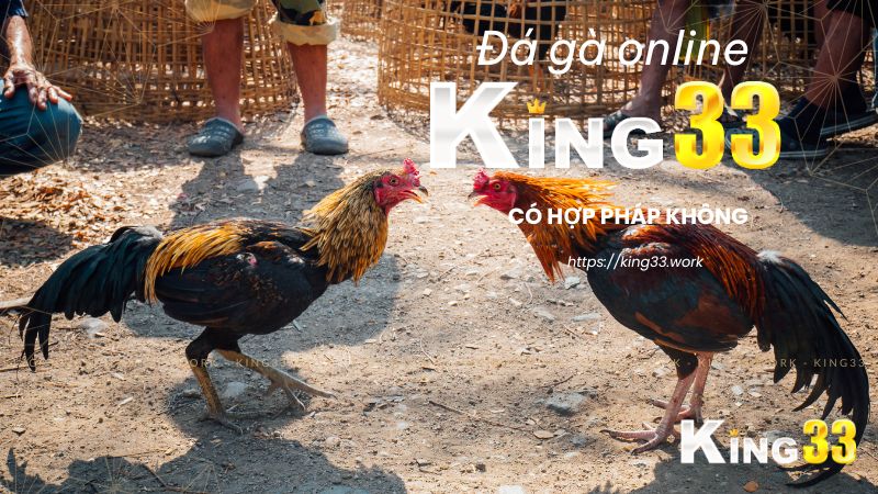 Đá gà có hợp pháp không? Chơi đá gà online tại King33 có an toàn? 1 Đá gà có thật vi phạm pháp luật?