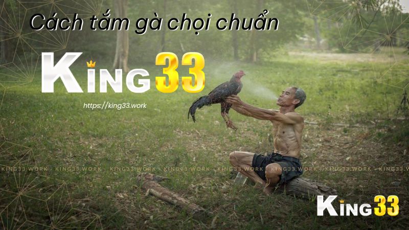 King33 chia sẻ cách tắm gà chọi lông đẹp, đá chiến 1 Cách tắm gà chọi king33