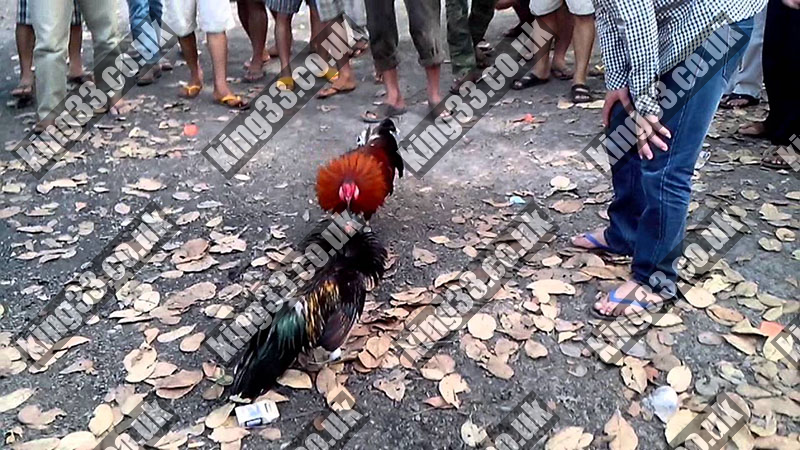King33 - Đá gà tre trải nghiệm số 1 đáng nhớ? 2 Điều mà làm sảnh đá gà tre King33 cuốn hút được người chơi như vậy?
