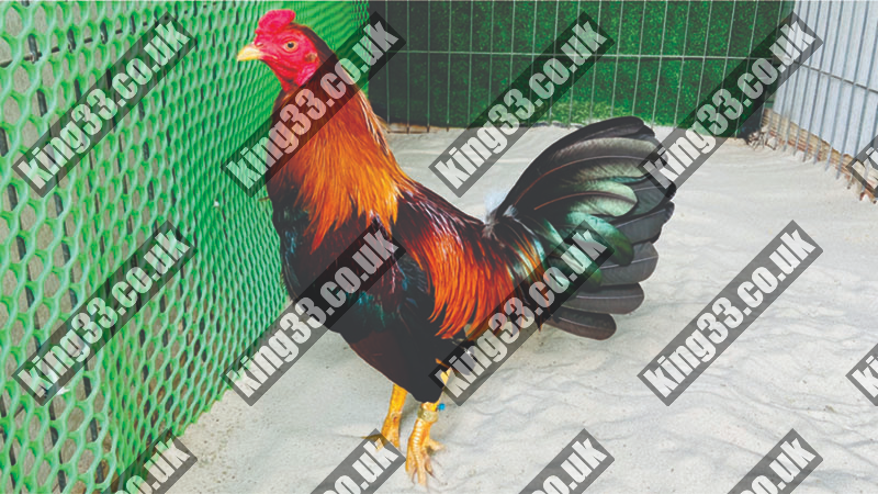 King33 - Đá gà tre trải nghiệm số 1 đáng nhớ? 3 Hướng dẫn tham gia chơi đá gà trên mới nhất tại King33 hấp dẫn